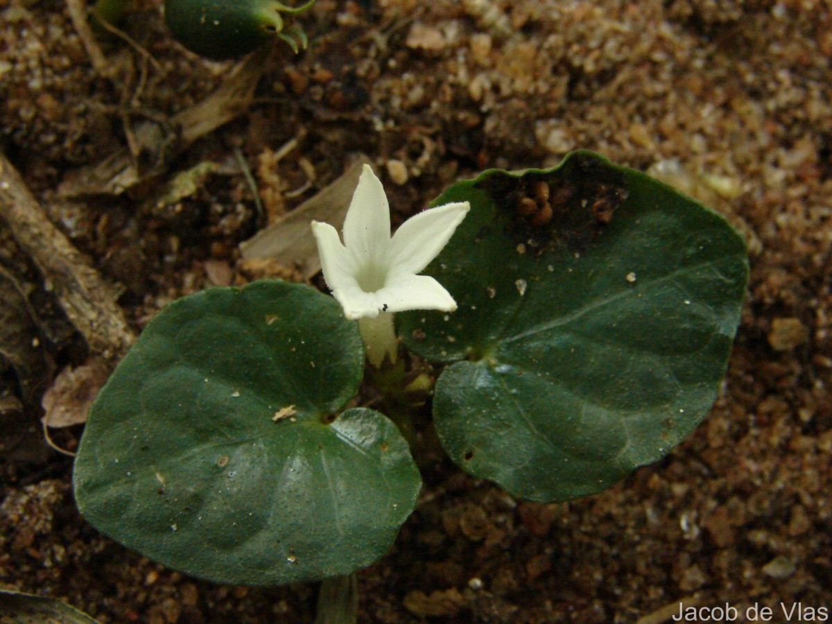 Geophila herbacea (Jacq.) K.Schum.